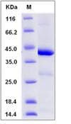 Human IDO1 / IDO Protein (Recombinant)