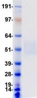 Human CD275 / B7-H2 / ICOS Ligand Protein (Recombinant DDK (Flag)-His, C-terminus)
