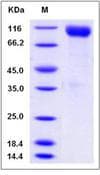 Mouse CDCP1 Protein (Recombinant His,C-terminus)