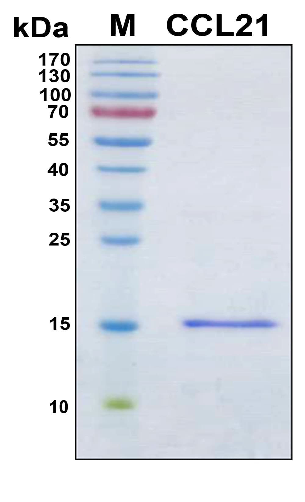 Human CCL21 / SLC Protein (Recombinant 6His, N-terminus)
