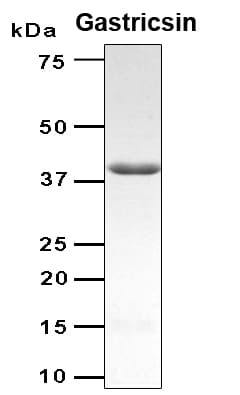 Human PGC / Pepsin C Protein (Recombinant 6His, N-terminus)
