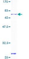 Human P2RX4 / P2X4 Protein (Recombinant GST)