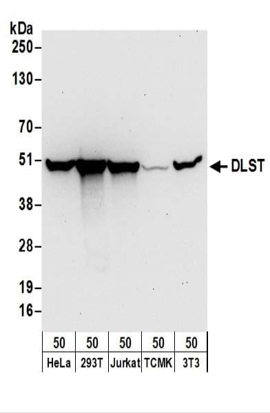 DLST / E2 Antibody (aa50-100)