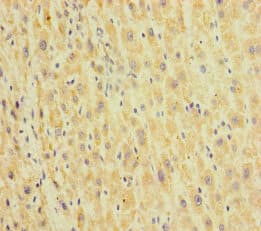 HEPACAM2 Antibody