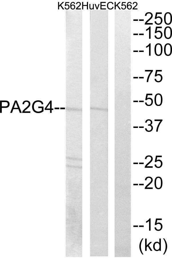 Polyclonal Rabbit anti-Human PA2G4 / EBP1 Antibody (WB)