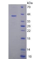 Mouse OSTN / Musclin / Osteocrin Protein (Recombinant His-GST-S)