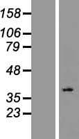 Human OR2L2 Protein (Over-Expression Lysate Myc-DDK (Flag))
