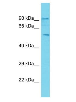GOLGA6L2 Antibody (aa51-99)