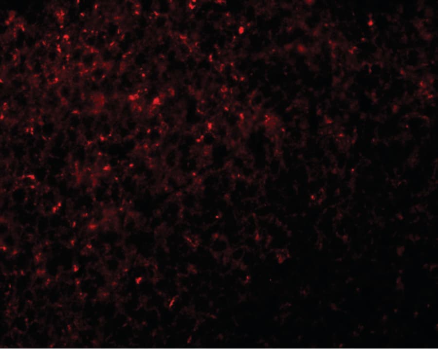 NLRX1 Antibody