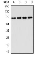 HFip1 / FIP1L1 Antibody