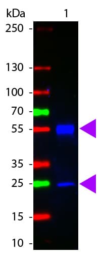 Goat Anti-Mouse IgG Secondary Antibody (Atto 425)
