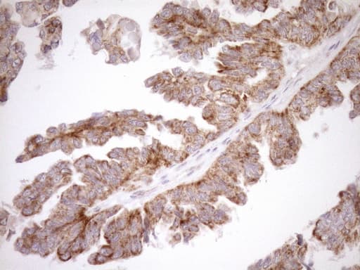 EPLIN Antibody (aa1-275, clone OTI1B4)