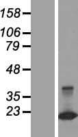 CLDND2 Protein (Over-Expression Lysate Myc-DDK (Flag))