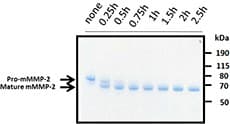Mouse MMP2 Protein (Recombinant)