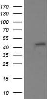 RNF39 Antibody (clone OTI4D3)
