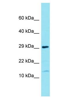 FAM177B Antibody (aa9-58)