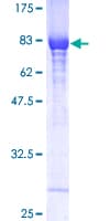 Human GPI Protein (Recombinant GST)