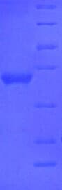 Bovine APOA1 / Apolipoprotein A 1 (Recombinant 6His, N-terminus)