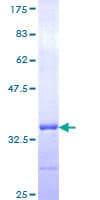 Human TSPAN2 Protein (Recombinant GST, N-terminus)