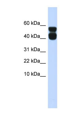 P2RX4 / P2X4 Antibody (aa35-84)