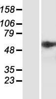 HSPA5 / GRP78 / BiP Protein (Over-Expression Lysate Myc-DDK (Flag))