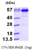 Firefly Luciferase Protein (Recombinant His)