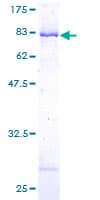 Human SH3P7 / HIP-55 Protein (Recombinant GST)