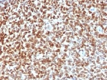 NKX2-2 Antibody (Azide-free, BSA-free)