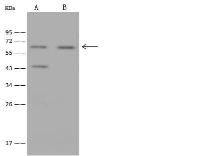 K13 / KCNG Antibody