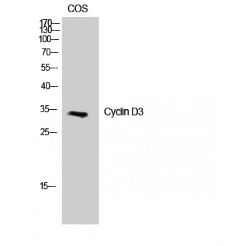 CCND3 / Cyclin D3 Antibody (220-300 aa)