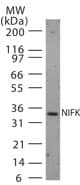 NIFK / MKI67IP Antibody (aa144-160)