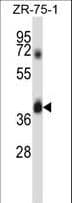 Polyclonal Rabbit anti-Human DPAGT2 / DPAGT1 Antibody (aa28-57, WB)