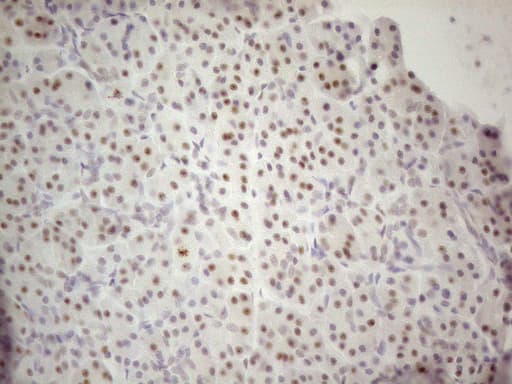 MALT1 Antibody (clone OTI3A2)