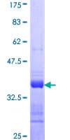 Human CALML5 Protein (Recombinant GST, N-terminus)