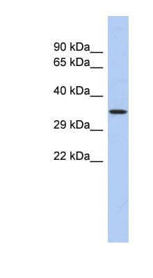 PRDM12 Antibody (aa35-84)
