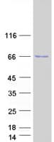 Human TRIM25 Protein (Recombinant Myc-DDK (Flag))