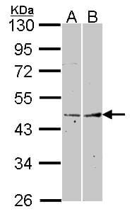FMOD / Fibromodulin Antibody