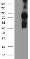 IDS / Iduronate 2 Sulfatase Antibody (clone 3B10, Carrier-free)