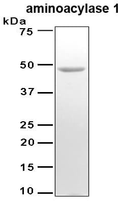 Human ACY1 / Aminoacylase 1 Protein (Recombinant 6His, N-terminus)