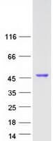 Human GLUL / Glutamine Synthetase Protein (Recombinant Myc-DDK (Flag))