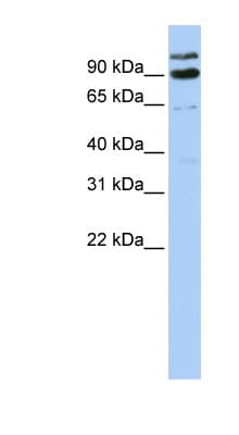 LONRF3 Antibody (aa612-661)