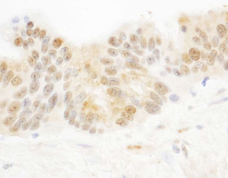PARP10 Antibody (aa300-350)