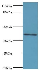 MAGE10 / MAGEA10 Antibody (aa2-225)