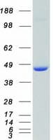 Human MAPK3 / ERK1 Protein (Recombinant Myc-DDK (Flag))