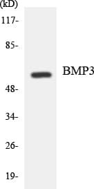 BMP3 Antibody (aa270-319)