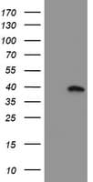 MLF1 Antibody (clone OTI2D6, Carrier-free)
