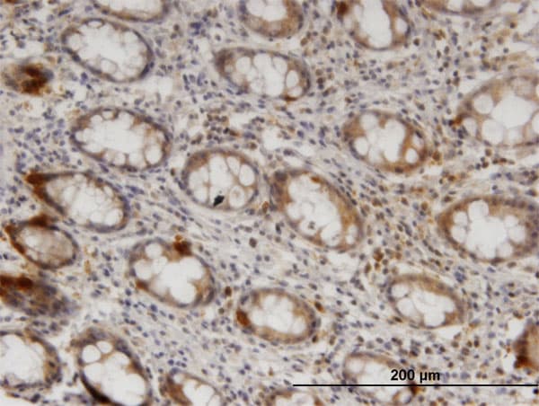 ZNRF1 Antibody (clone 1H4)