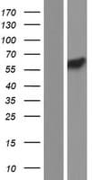 PCTK3 / CDK18 Protein (Over-Expression Lysate Myc-DDK (Flag))