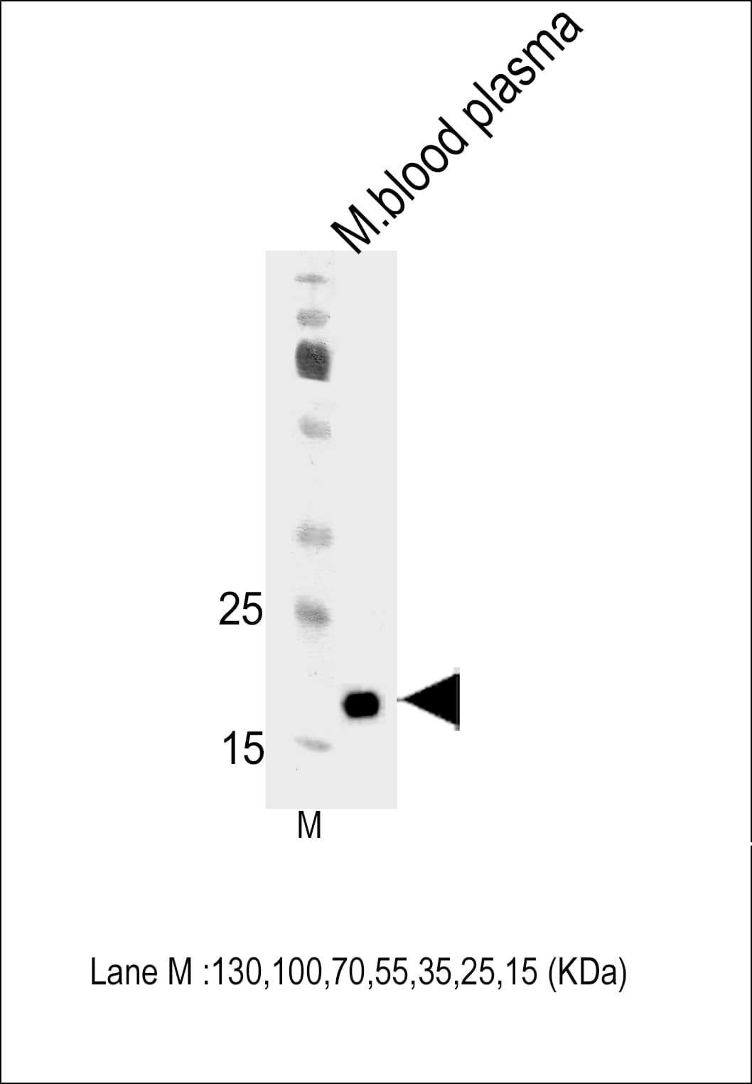 Polyclonal Rabbit anti-Mouse APOM / Apolipoprotein M Antibody (aa93-119, WB)