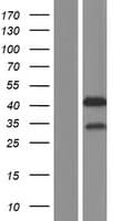 MBNL2 Protein (Over-Expression Lysate Myc-DDK (Flag))
